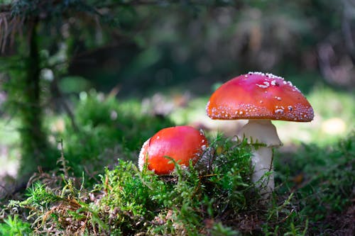 特写, 苔蘚, 菌類 的 免费素材图片