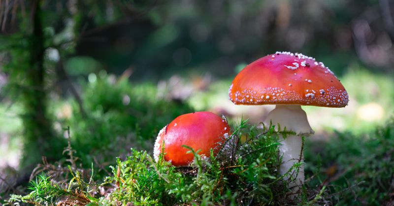 Amanite Phalloïde : Guide Complet Empoisonnement