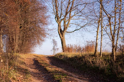 나무, 비 포장 된, 비포장 도로의 무료 스톡 사진