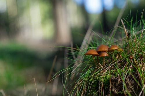 Gratis stockfoto met champignons, detailopname, fungus