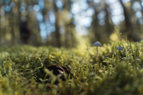 Free Detailed view of mushrooms growing amidst lush green moss in a forest setting. Stock Photo