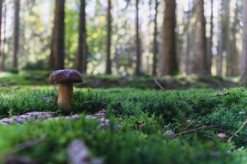 Close-Up Shot of a Mushroom