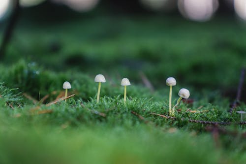 White Mushroom on Green Grass