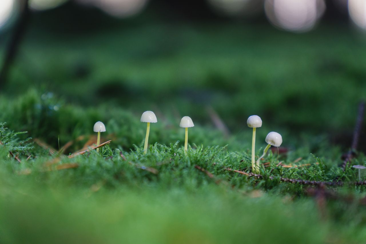 close up of delicate mushrooms growing on vibrant green moss in a sere