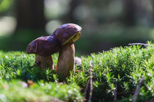 Kostenloses Stock Foto zu fungi, moos, nahansicht