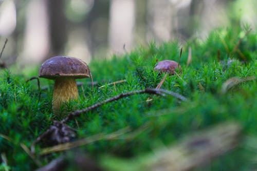 Brown Mushroom in Close Up Shot