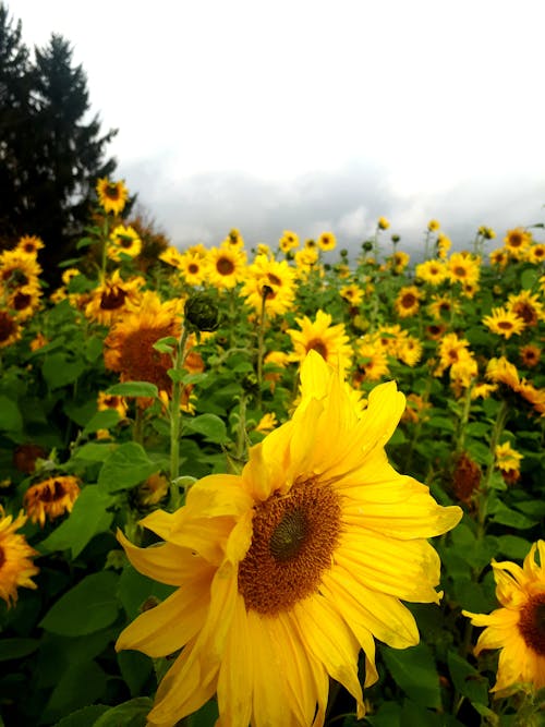 Fotos de stock gratuitas de campo de girasoles, de cerca, flora