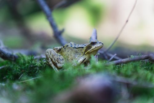 Free Detailed close-up of a frog resting on mossy ground in a forest setting. Stock Photo
