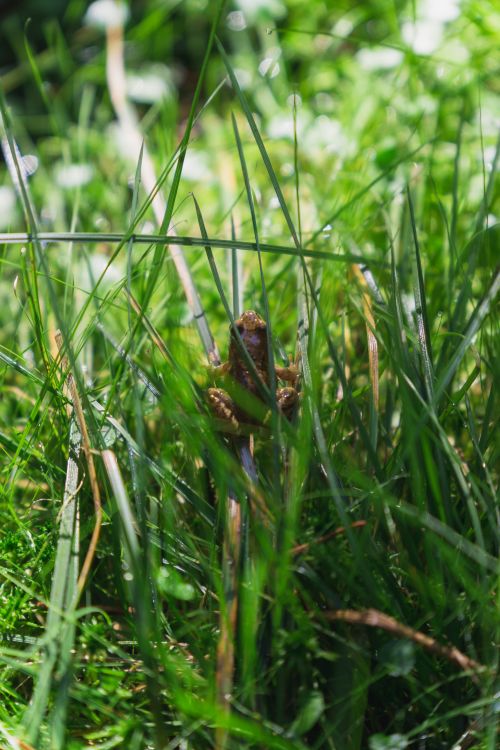 Free A frog camouflaged among blades of grass in a vivid green lawn. Stock Photo