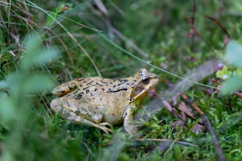 Photos gratuites de 4k, animal, belle nature