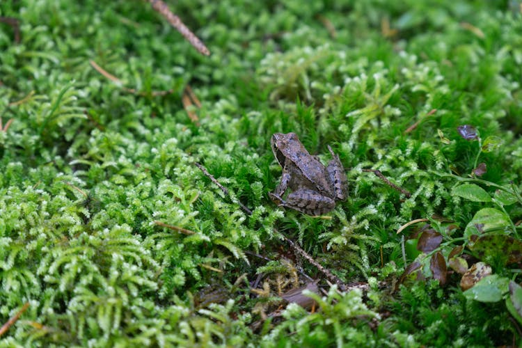 A Frog On The Moss