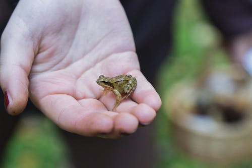 Fotos de stock gratuitas de 4k, animal, bosque