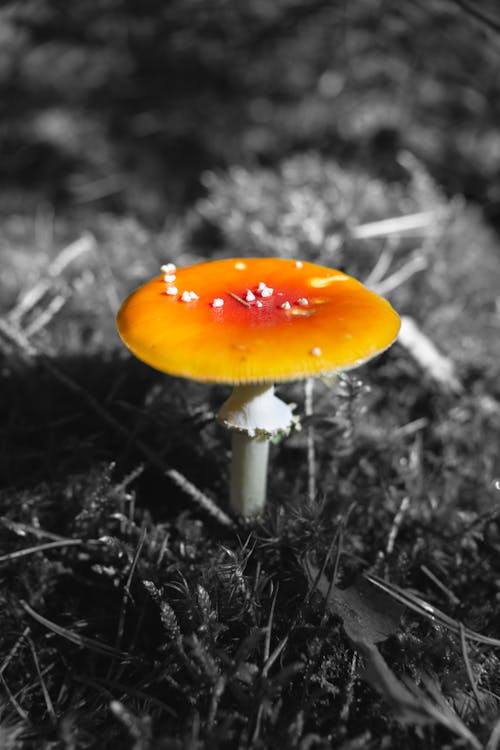 Photos gratuites de 4k, champignon vénéneux, fungus