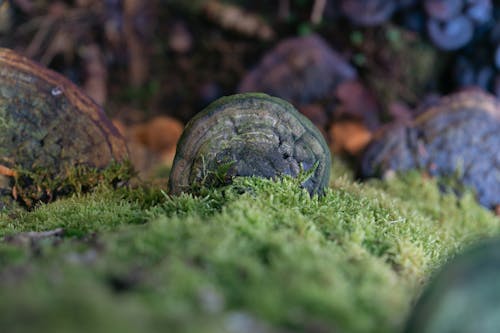 Photos gratuites de 4k, automne, champignon