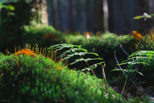 Photos gratuites de 4k, couvert de mousse, fond 4k