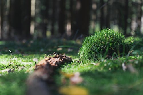 Fotos de stock gratuitas de 4k, bosque, bosque de otoño