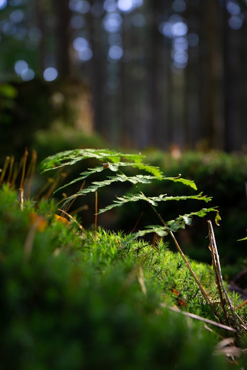 Photos gratuites de 4k, couvert de mousse, fond 4k