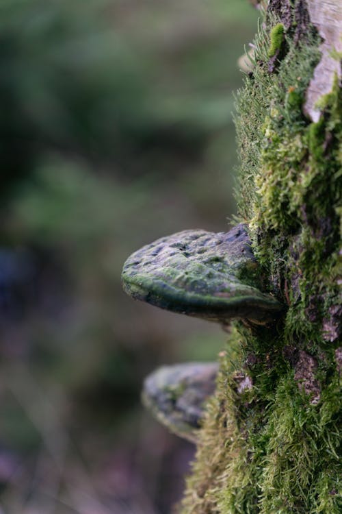 Photos gratuites de 4k, automne, champignon