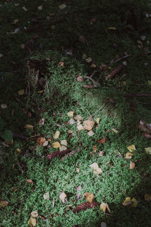 Leaves on Moss