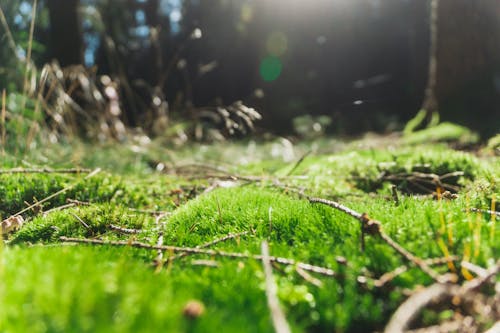 Photos gratuites de 4k, couvert de mousse, fond 4k