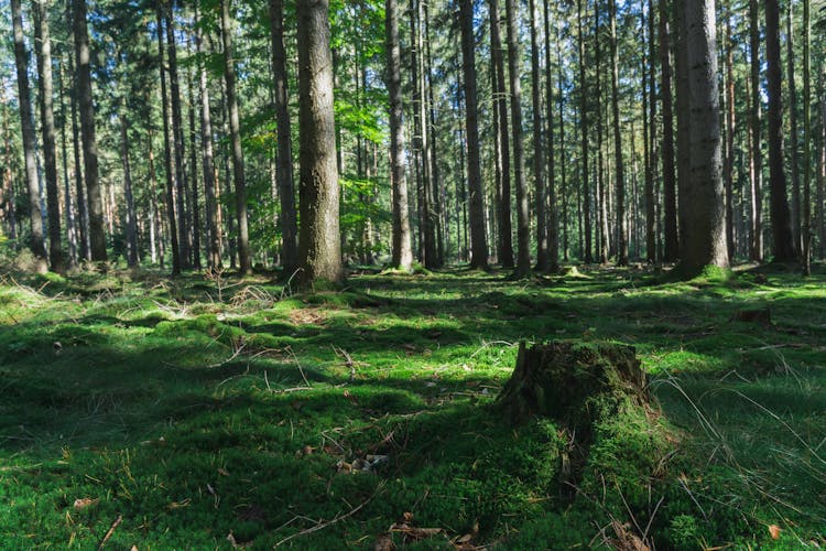 A Mossy Forest 