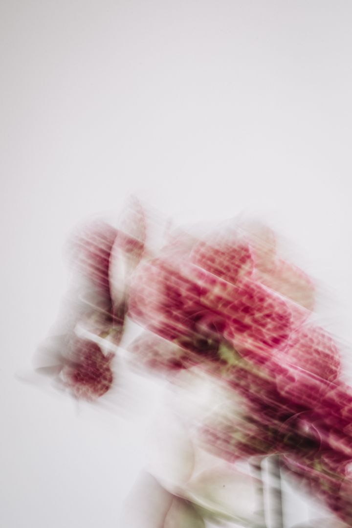 Blurred orchids smeared into motion, photo by Alena Yanovich on Pexels