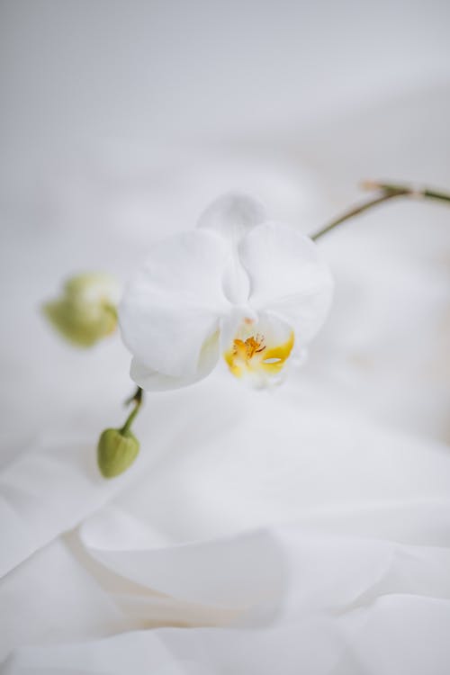 Ingyenes stockfotó fehér virág, függőleges lövés, gyár témában Stockfotó