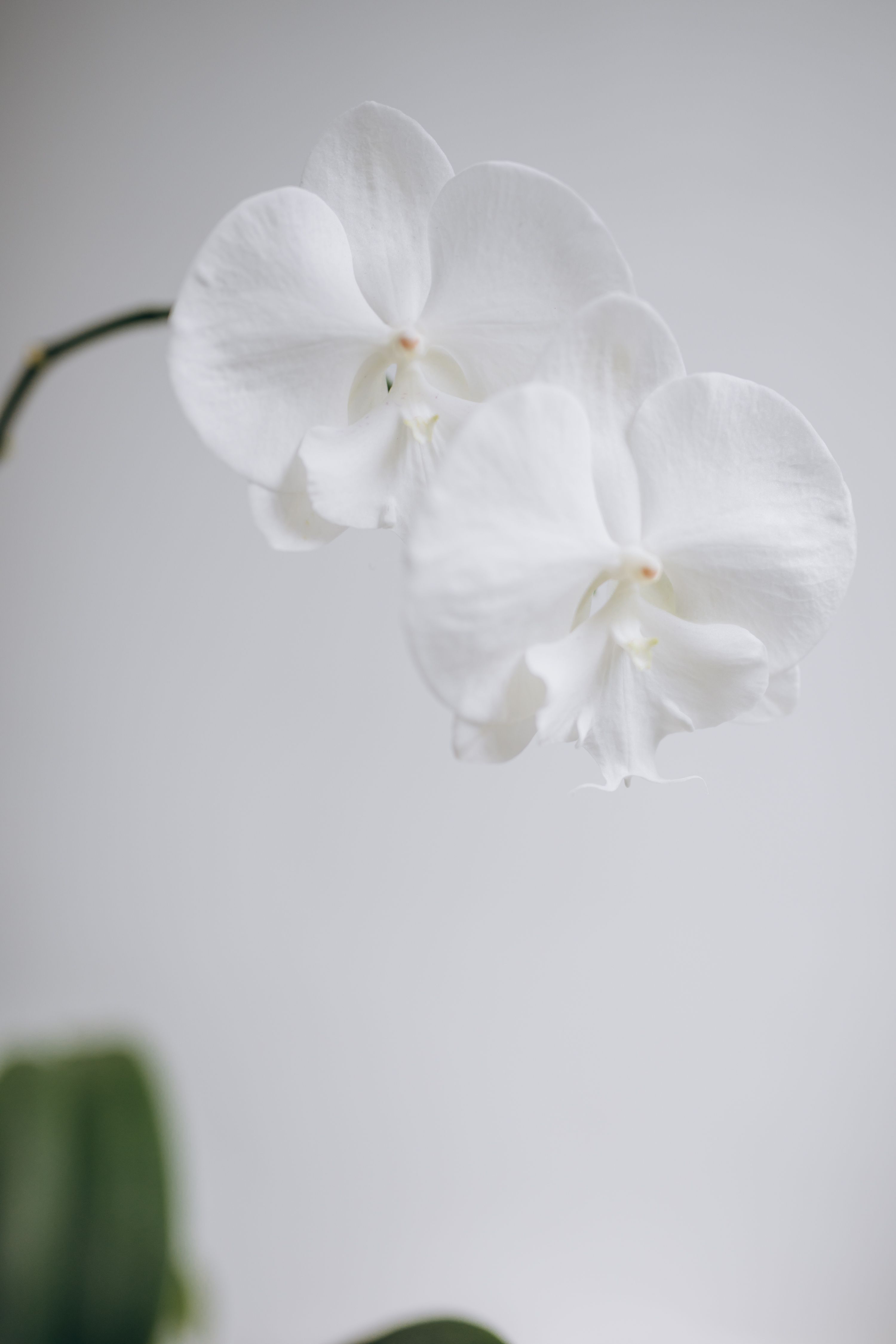 Fotomural Fotos de stock gratuitas de blanco, flor blanca, orquídea