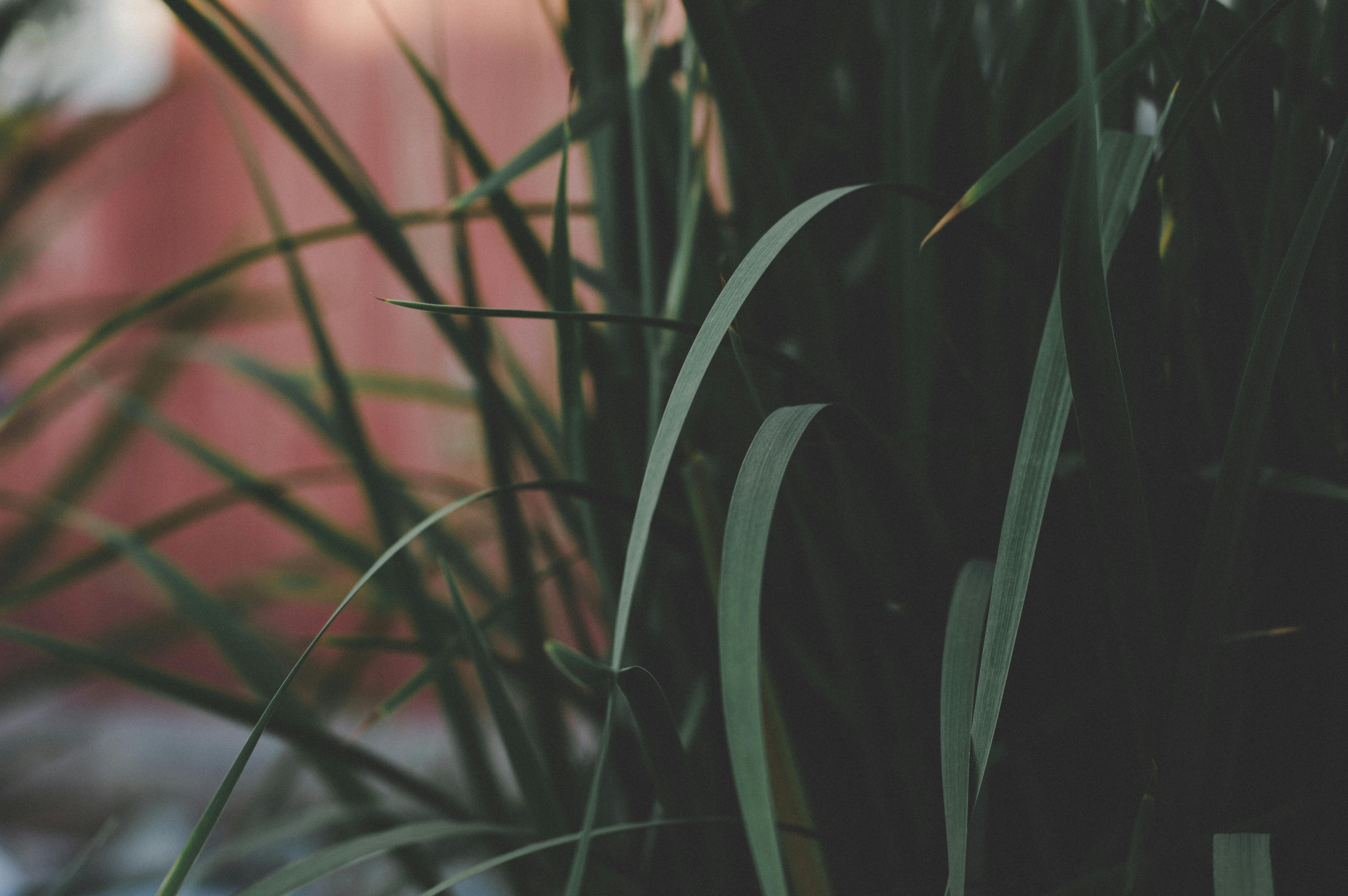 10 Ide Background Daun Hijau Gelap Panda Assed 10 Ide Background Daun Hijau Gelap Panda Assed