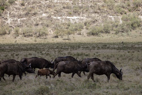 Бесплатное стоковое фото с африканский буйвол, буйволы, дикая природа