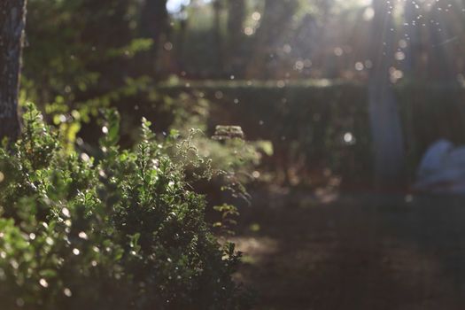 Lush green leaves bathed in sunlight with sparkling bokeh effect in a serene garden.