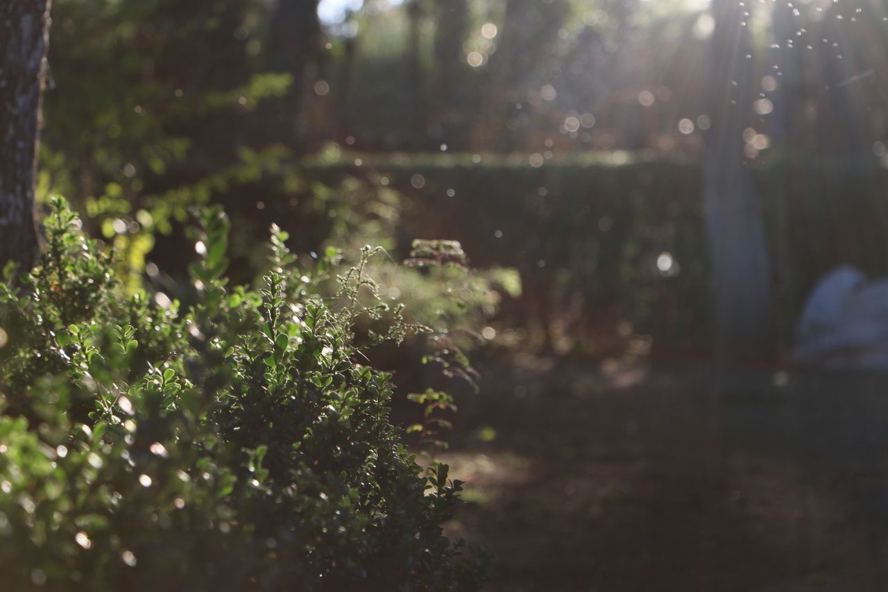 lush green leaves bathed in sunlight with sparkling bokeh effect in a