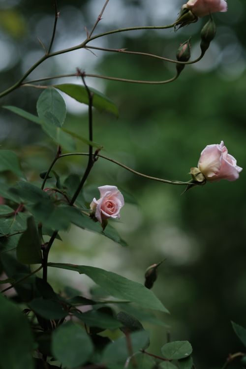 Free Close-up of tender pink roses blooming in a serene garden with lush green foliage. Stock Photo
