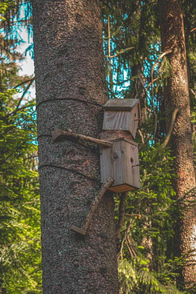 Creative Bird Feeders On The Tree 