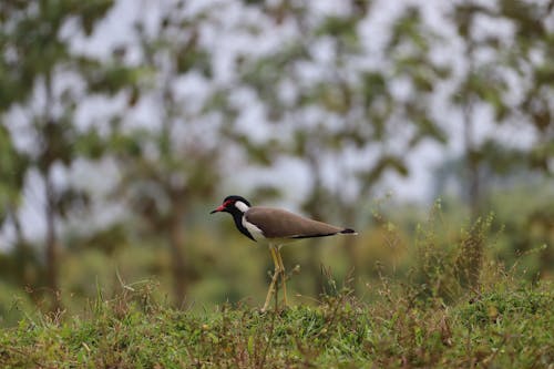 Photo of Bird on Grass