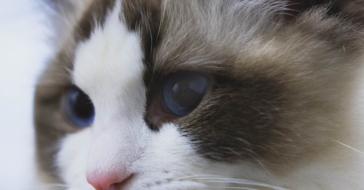 寵物免費結紮三合一 共同愛護生命