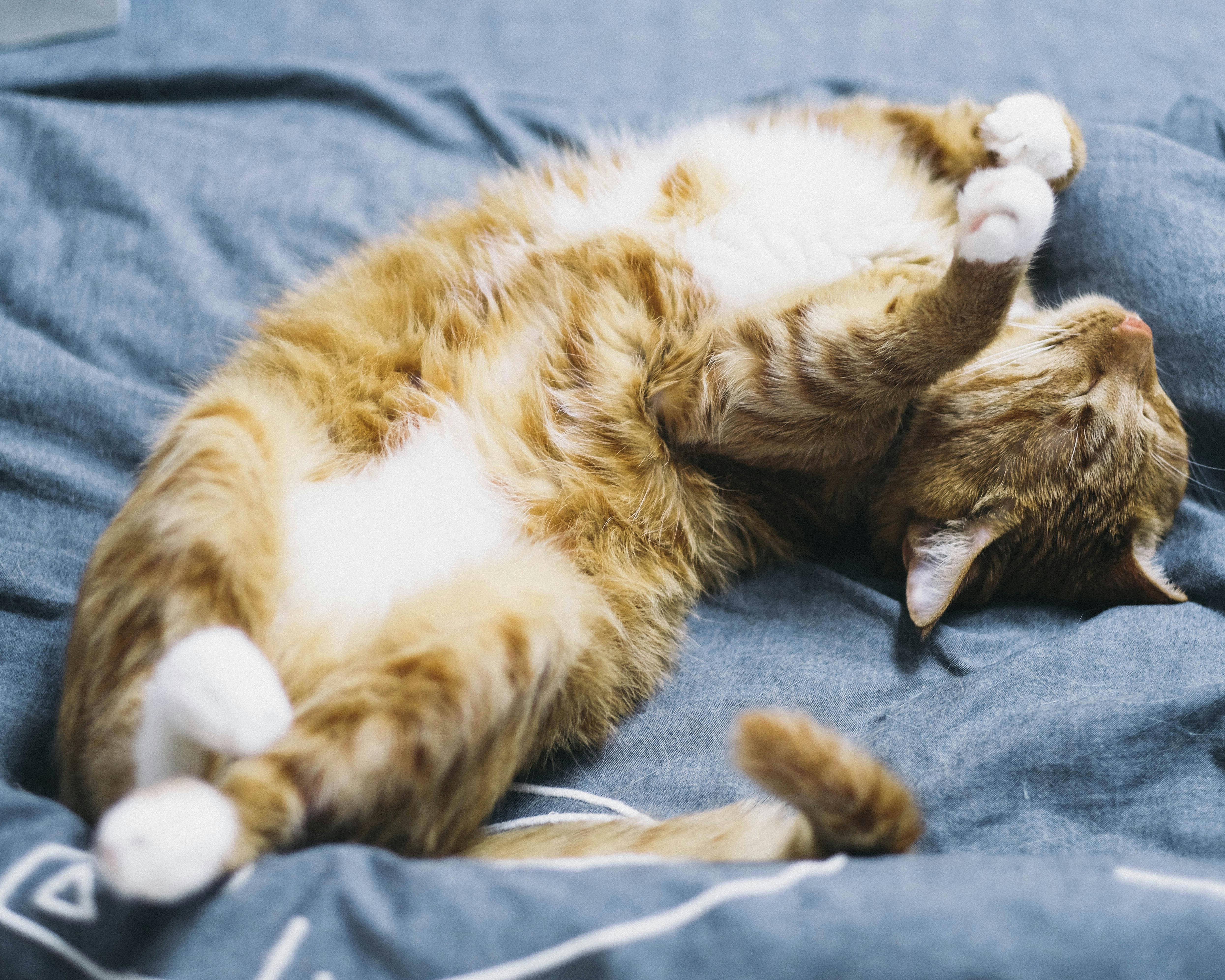 orange tabby cat lying on blue comforter