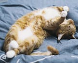 一只可爱的虎斑猫正安详地睡在室内的床上，显得十分放松舒适