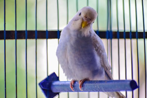 White Bird Perched on Cage