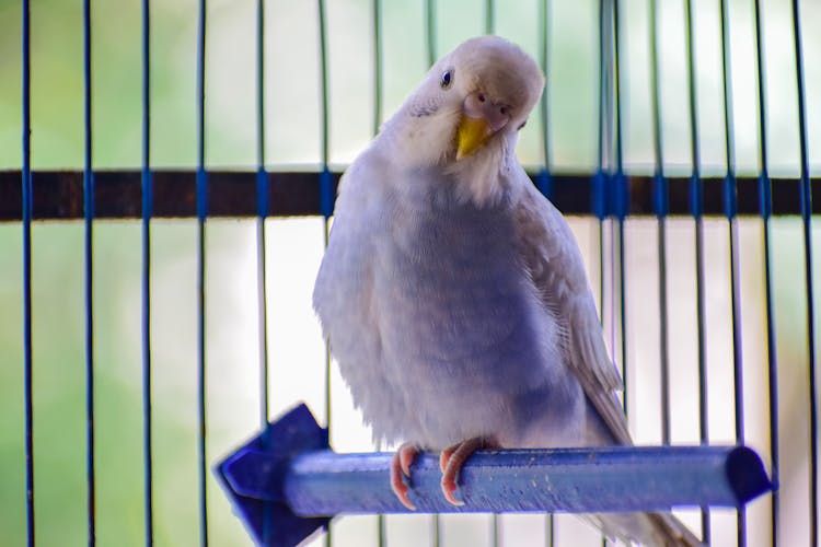 White Bird Perched On Cage