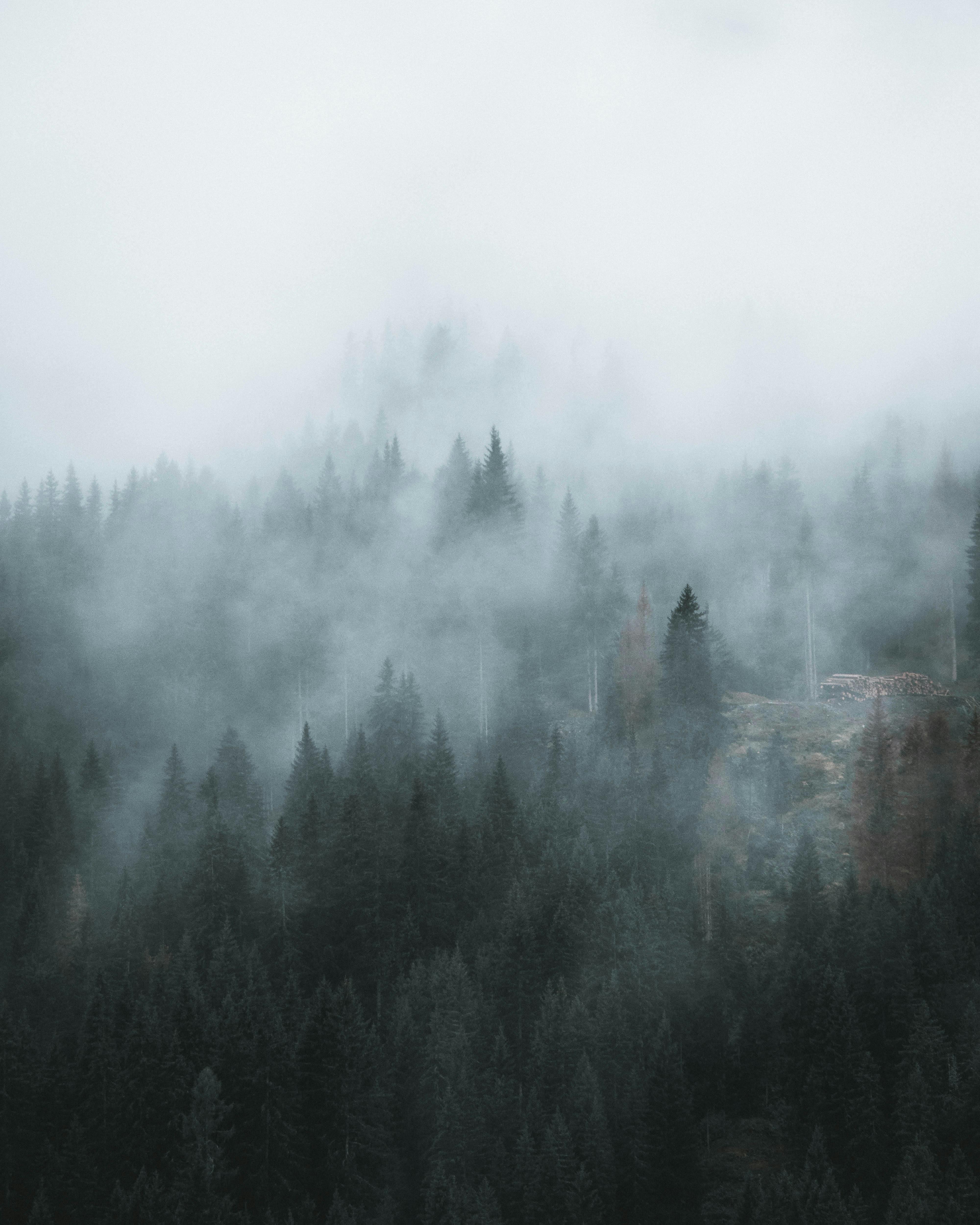 Moody Forest Photos, Download The BEST Free Moody Forest Stock Photos