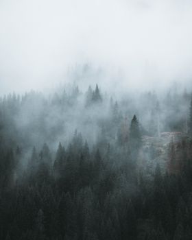 Aerial view of a moody, mist-covered forest with dense pine trees and enveloping fog.