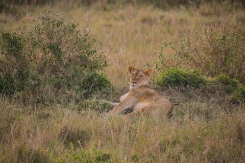 Immagine gratuita di animale, campo, erba