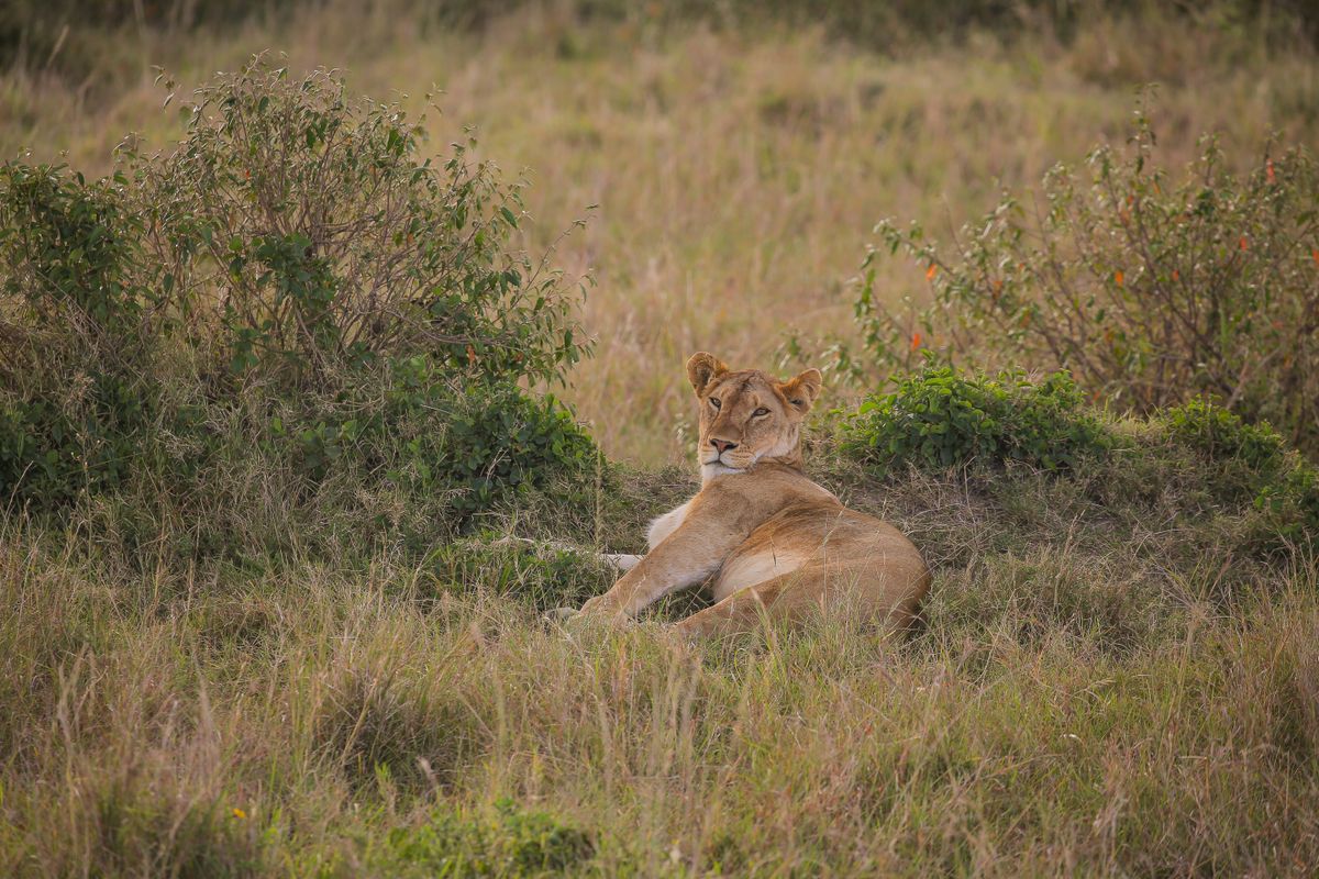 Kwandwe Game Reserve