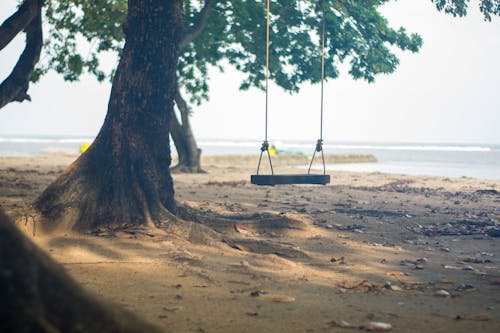 그네, 스윙과 나무, 해변의 무료 스톡 사진