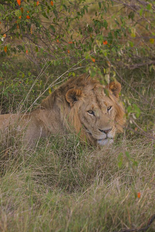 動物, 動物攝影, 叢林之王 的 免費圖庫相片