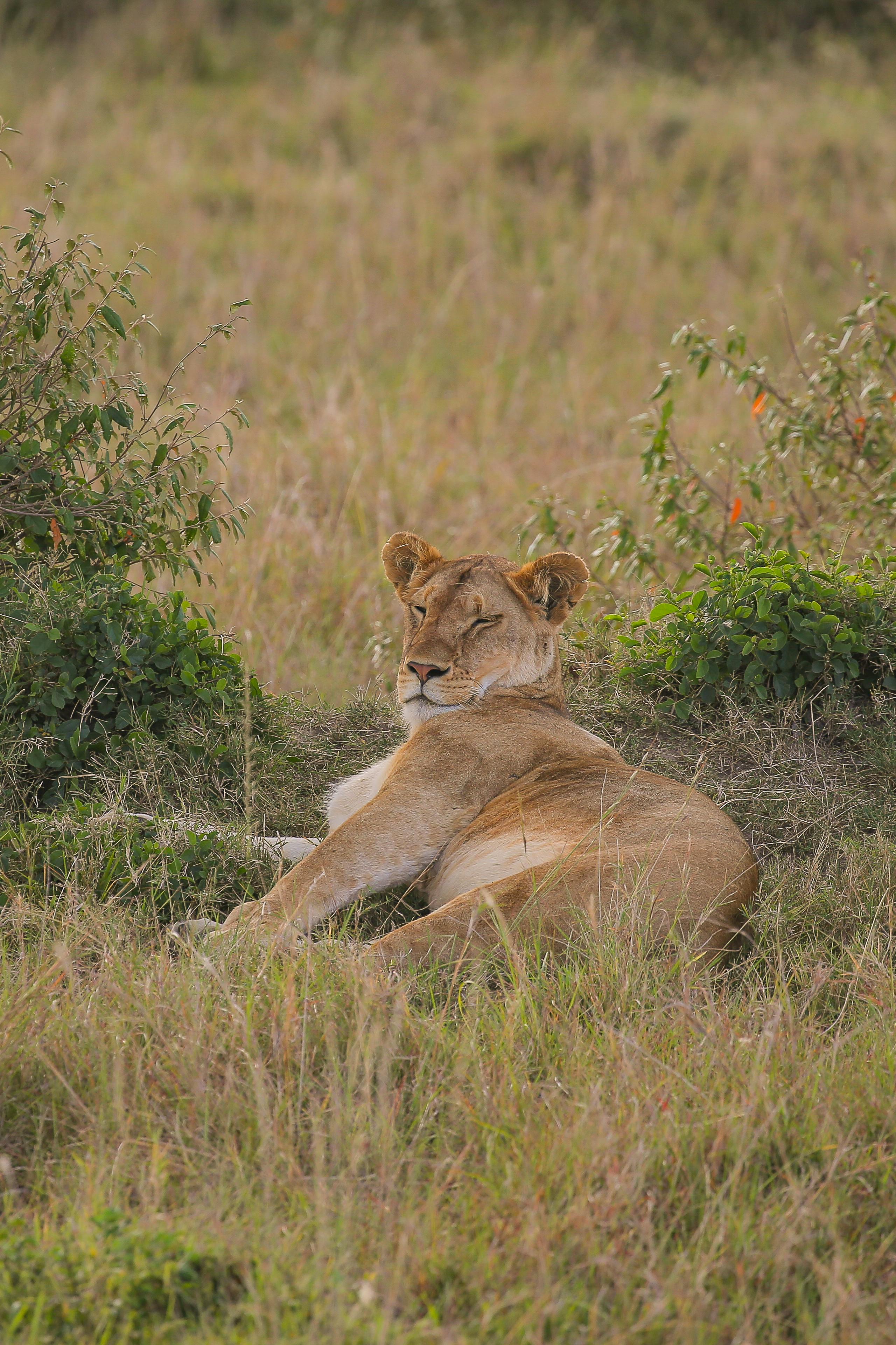 A peaceful lioness resting in grassland, showcasing wildlife beauty.