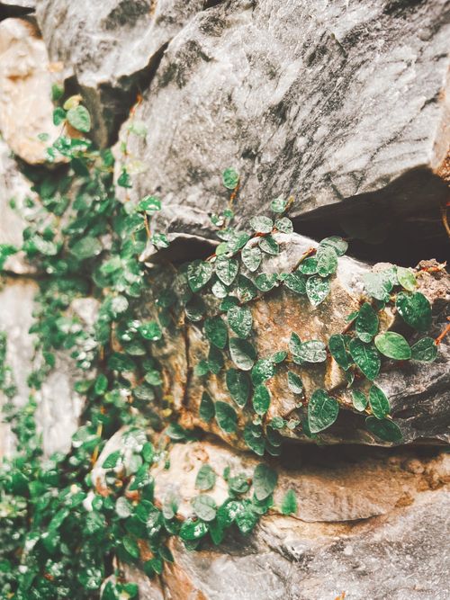 Free Detailed view of green vines growing on a rough textured stone wall, showcasing nature's persistence. Stock Photo