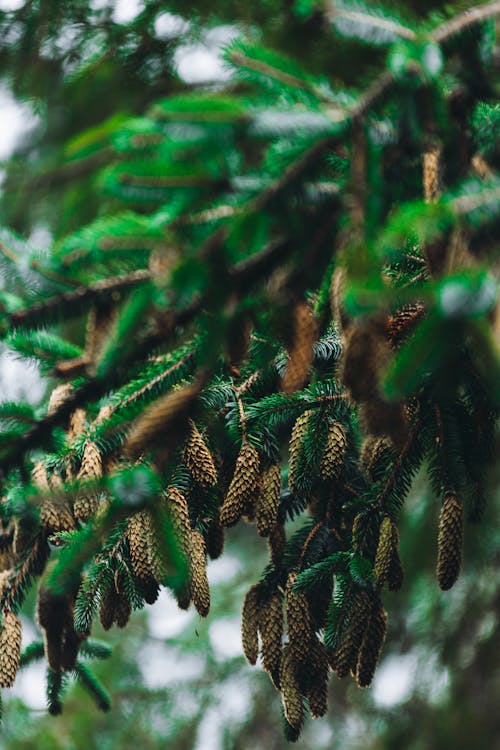 Základová fotografie zdarma na téma borovice, borovicové šišky, detail