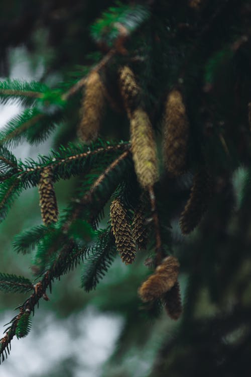 Pine Cones on Branches